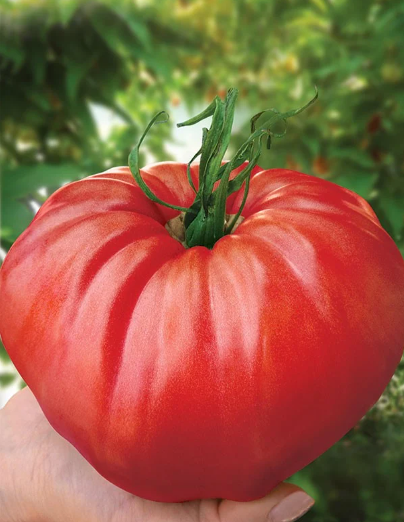 Roșu de Grădină